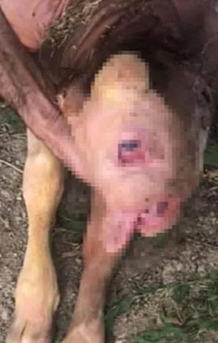 Zonguldak'ta tek gözlü ve burun delikleri olmadan doğan buzağı öldü