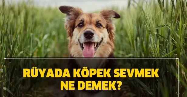 Rüyada köpek sevmek ne demek? Rüyada köpek görmek ve sevmek ne anlama gelir?