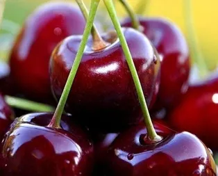 Bağırsak dostu kiraz