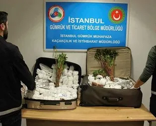 İstanbul Havalimanı’nda khat cinsi uyuşturucu