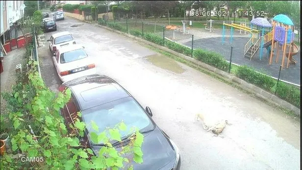 Kocaeli'de yavru köpeği ezen sürücünün cezası belli oldu-4