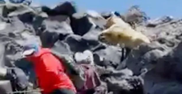 Ağrı Dağı’nda korku dolu anlar! Ukraynalı dağcıların karşısına biri albino iki ayı çıktı