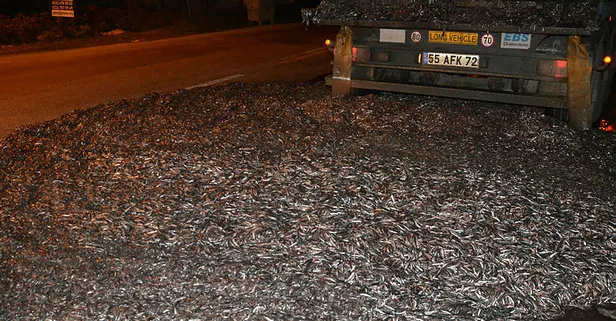 Bursa'da tonlarca hamsi yola saçıldı