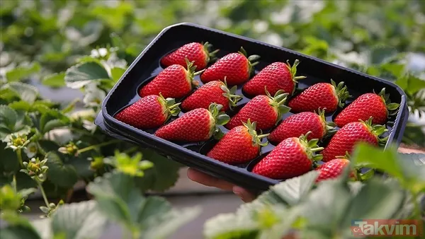 Samsun'da Kar Altında Yetişiyor! Bu Hasada Talep Yağıyor - 7