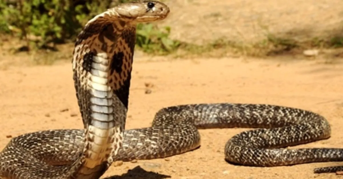 akillara durgunluk veren olay