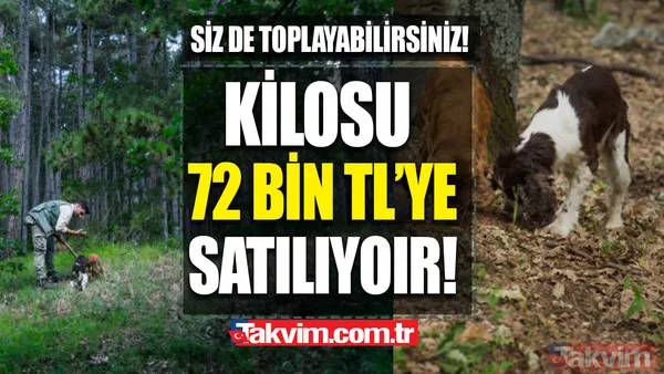 Köpekler buluyor! KİLOSU 72 BİN TL! Siz de toplayıp para kazanabilirsiniz! Türkiye'de 225 kilo bulunuyor! - 1