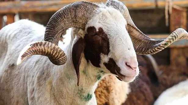 keçi etinin kilosu ne kadar