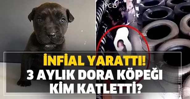İnfial yarattı! 3 aylık Dora köpeği kim katletti? Dora köpek katili yakalandı mı?
