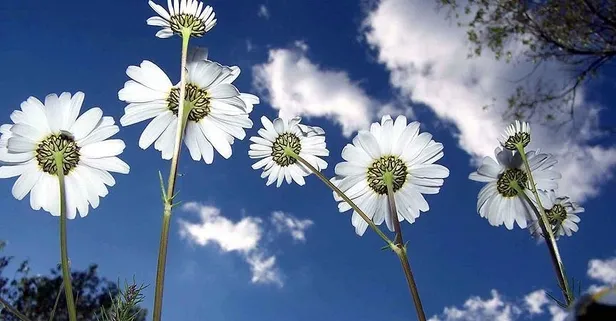 HAVA DURUMU | Baharın müjdecisi cemre havaya düştü! Soğuk günler sona erdi! Kış bitiyor