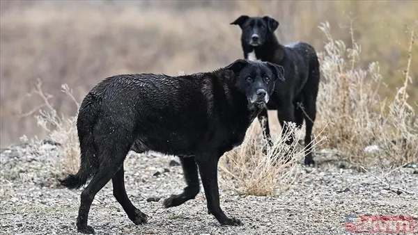 'Köpekperest' provokasyonda FETÖ izi! Başrolde başıboş tetikçi Cevheri Güven: Mama lobisine taktik, küstah tehdit - 17
