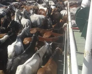 Adalar Belediyesinin yasağa rağmen gemiyle at taşıdığı ortaya çıktı!