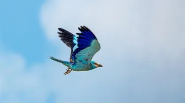 Doğanın mücevheri Adıyaman'da görüntülendi