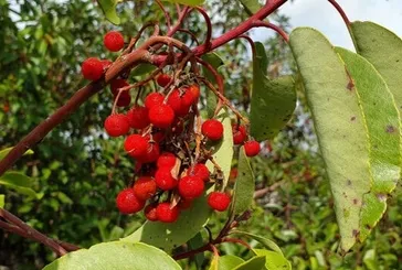 Kelliğin ilacı sandal ağacı