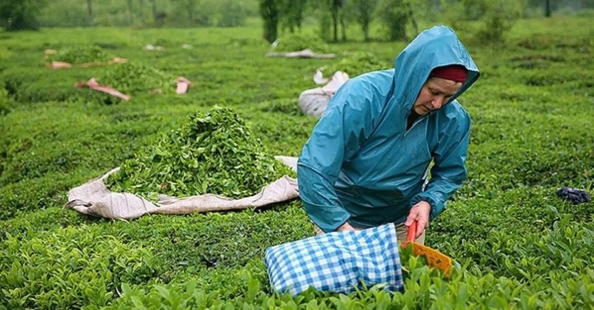 Cay Destek Odemeleri Yatti Mi 2021 Caykur Cay Destekleme Odemeleri Nasil Alinir Takvim
