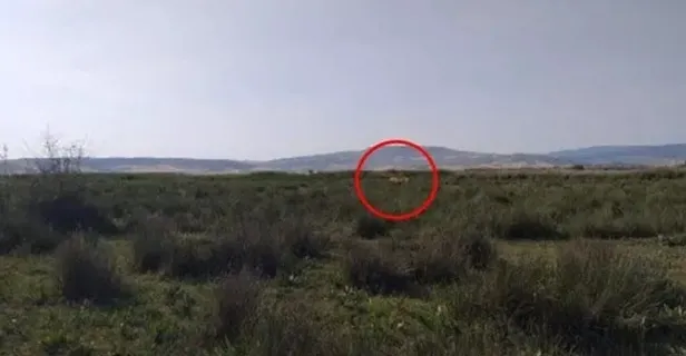 Çorum'daki aslan paniği şoke etti! Hayvanları parçaladı mı? Çorum Emirhalil kırsalında aslan mı görüldü?-1