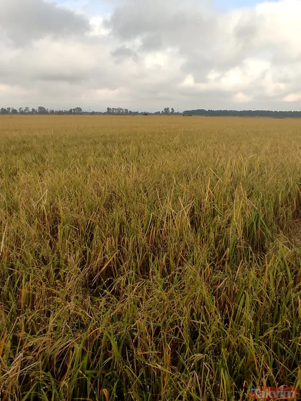 SON DAKİKA: Edirne'de sabaha karşı dolu yağdı! 10 bin dekar çeltik ziyan oldu - 13
