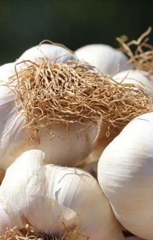 Sarımsak cep yakıyor