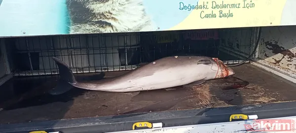 Kocaeli Darıca'da kan donduran vahşet! Canilerin kurşunladığı ölü yunus balığı kıyıya vurdu - 3
