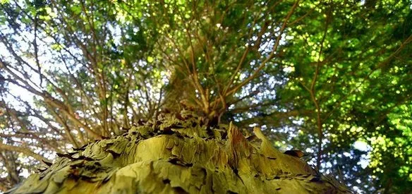 Bilim insanları, İtalya’nın Pollino Milli Parkı’nda yaklaşık bin 230 yaşında olduğu sanılan bir çam ağacı tespit etti