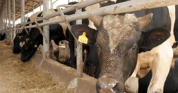 Beslediği dana sonu oldu: Suat Aydın hayatını kaybetti