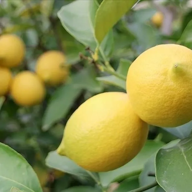 Limon güzelliği