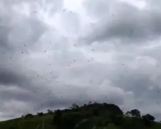 Brezilya’da gökten oluk oluk örümcek yağdı! Olağanüstü olay