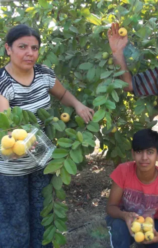 Türkiye'nin ilk guava üreticisi