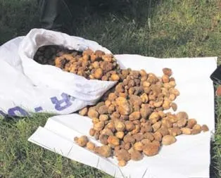 Salep toplayana 125 bin lira ceza