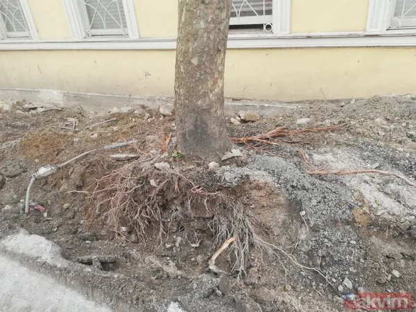 İBB'nin Çırağan'daki ağaç katliamının raporu açıklandı! Bilimsel çalışma yapılmadığı ortaya çıktı - 30