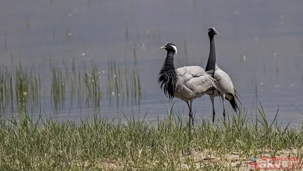 Türkiye'de 17 yıl sonra bir ilk! Telli turnalar yuva kurdu - 2