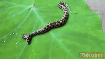 Dünyanın en tehlikeli hayvanlarından biri! Hindistan’da ortaya çıkan çift başlı yılan tek ısırıkla öldürüyor