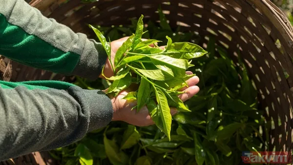 Kafeinsiz Çay Daha Mı Faydalı? 🍃 University College London'da Epidemiyoloji Ve Psikoloji Profesörü Andrew Steptoe'ye Göre, İster Kafeinli İster Kafeinsiz...
