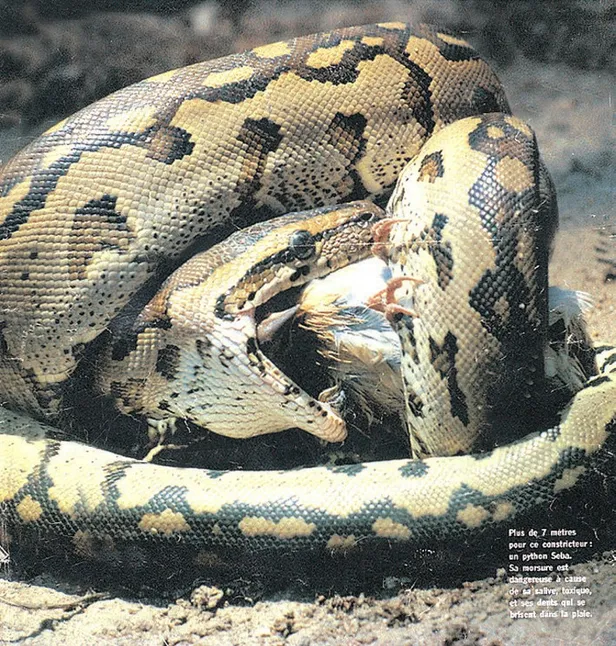 Rüyada yılan görmek ne anlama gelir? Rüyada yılan ısırması neye işarettir?-7