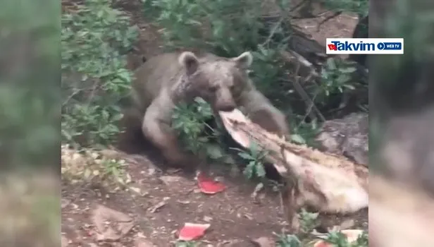 Tunceli'de boz ayı, koyun postunu çaldı