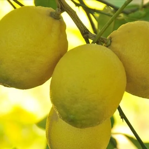 Limon hastalıklara son