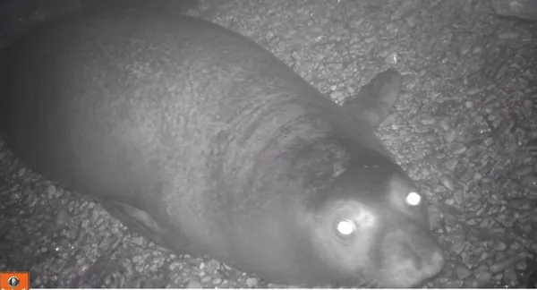 dunyada-sayisi-700e-turkiyede-100e-kadar-dusen-akdeniz-foklari-mersinde-goruntulendi-1624692933291.jpg Dünyada sayısı 700'e Türkiye'de 100'e kadar düşen Akdeniz fokları Mersin'de görüntülendi-6