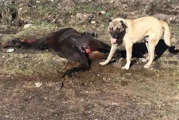 CHP’li İBB’nin hayvan katliamı!