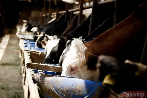 "Çocuklarımdan Daha Fazla Hayvanlarımla İlgileniyorum" Öncel, Mesai Saatinin Olmadığını Da Sözlerine Ekleyerek Şunları Söyledi: "Benim Saatim Yok. Sabah 5'Te...