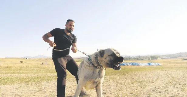Kangal Icin Ust Duzey Girisim Takvim