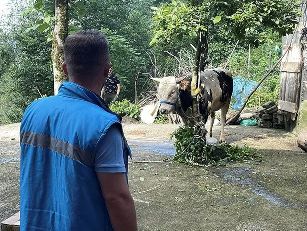 ortalik-karisti-kacan-kurbanliklar-vatandaslara-zor-anlar-yasatti-1687943714894.jpeg Ortalık karıştı: Kaçan kurbanlıklar vatandaşlara zor anlar yaşattı-7