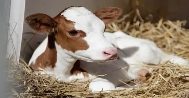 TC kimlik no ile 2019 2. dönem buzağı parası bugün son rakam yattı mı? 2020 yılı buzağı destek ödemesi başvuru şartları... - Takvim