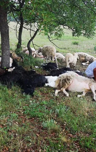 Eskişehir'de feci olay! 55 koyun telef oldu