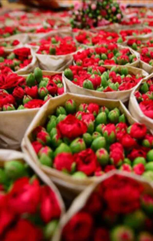 Milyonlarca karanfil ve şakayık, Rusya, İtalya ve Hollanda’ya ihraç ediliyor!