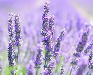 Lavanta aşka doyma!