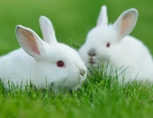 Rüyada tavşan görmek ne anlama gelir? Rüyada tavşan görmek neye işarettir? Rüyada beyaz tavşan görmenin anlamı, yorumu...