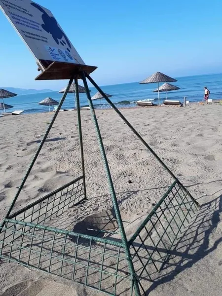 İztuzu Plajı’nda deniz kaplumbağalarının kuluçta süresi tamamlandı ve ilk yavru çıkışı gerçekleşti-1