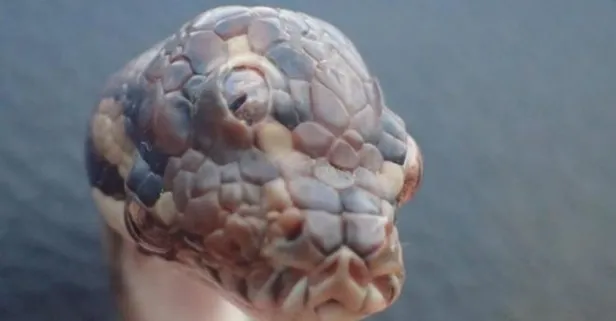 Avustralya’da üç gözlü yılan bulundu