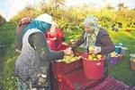 Edirne’de meyve bahçeleri büyüyor! Devlet desteğiyle üretim alanı artıyor çiftçilere alternatif gelir sağlıyor