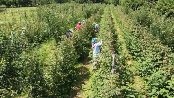bursa-turkiyenin-ahududu-ihtiyacinin-yuzde-70ini-karsiliyor-kilosu-30-lira-1625035862150.jpg Bursa Türkiye'nin ahududu ihtiyacının yüzde 70'ini karşılıyor! Kilosu 30 lira-9