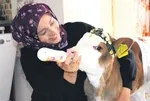 Evin bebeği buzağı Nisan